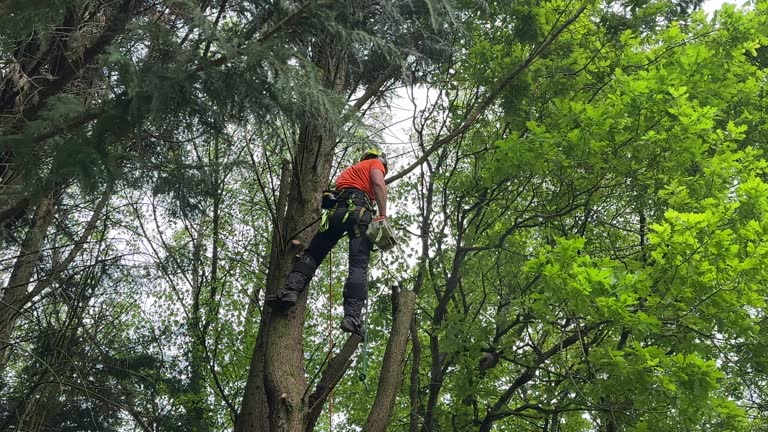 How Our Tree Care Process Works  in Highland Park, IL